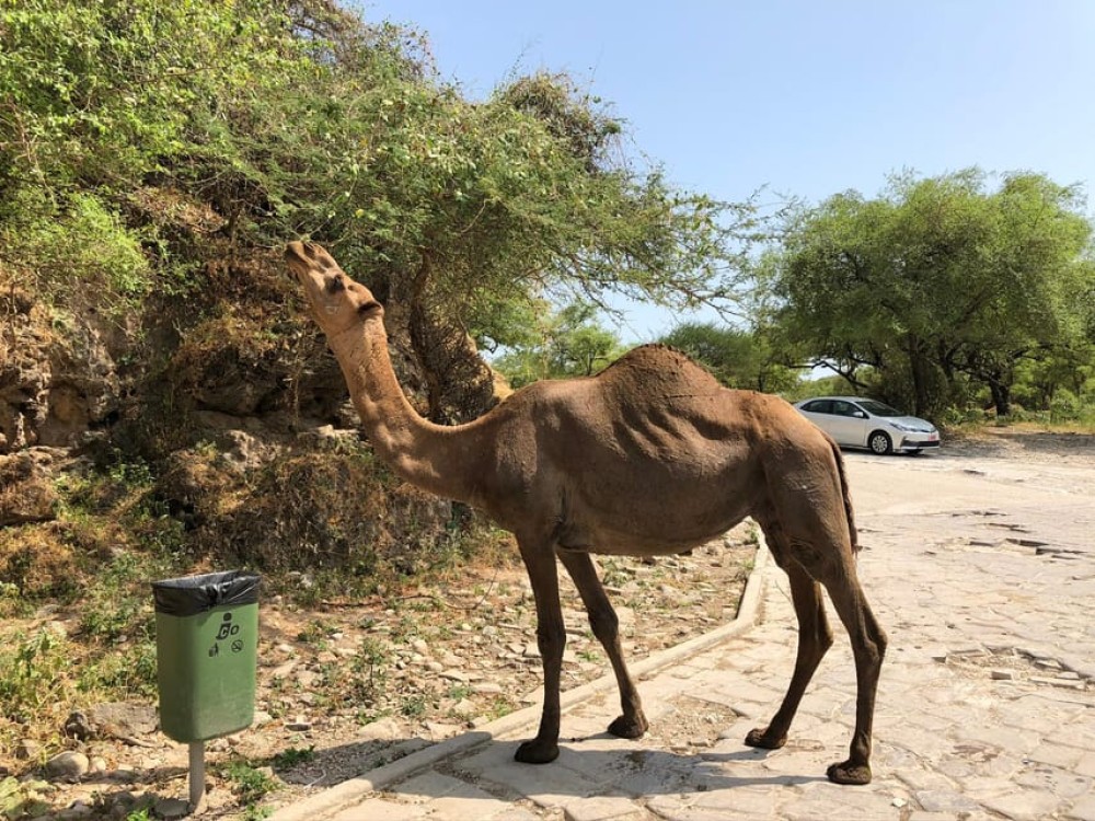 West Salalah Highlights: Coastal Wonders  Scenic Views | ®ExcursionMania
