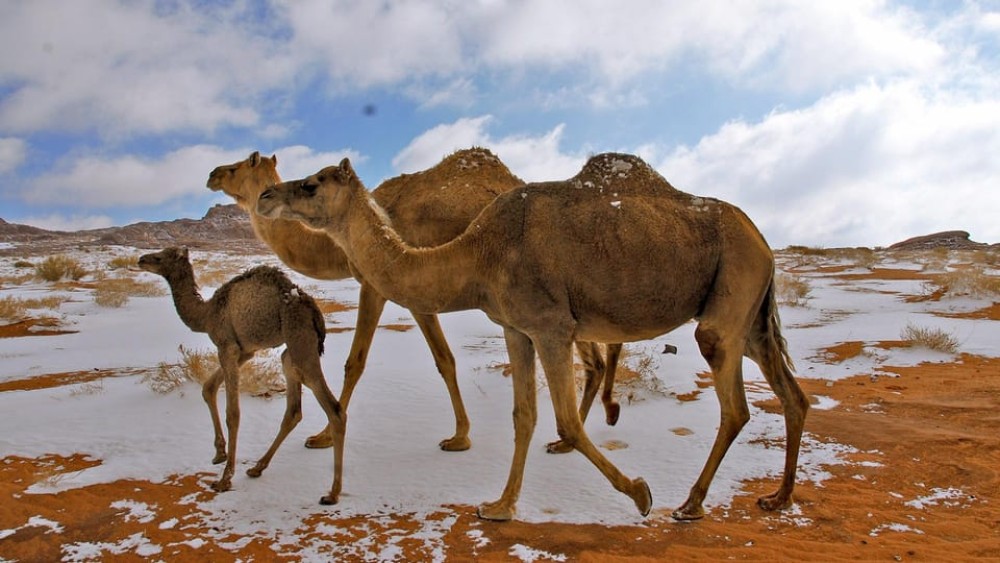 Saudi Arabia: Landscapes Of Tabuk Tour | ®ExcursionMania