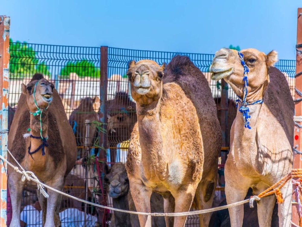 Dubai: Al Ain Oasis, Camel Market, Old Museum & Jebel Hafeet | ®ExcursionMania