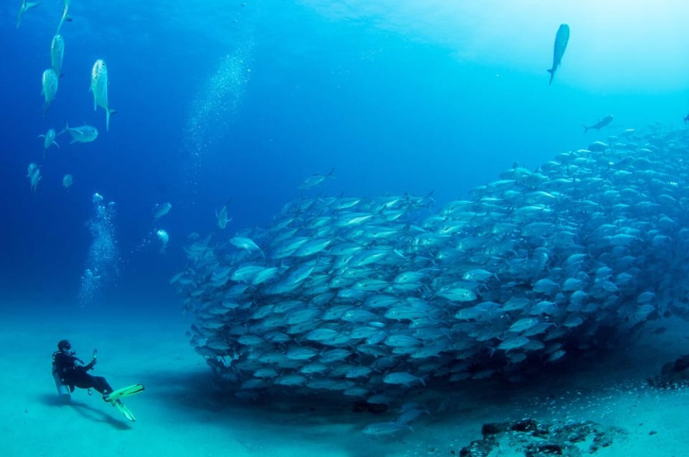 Sindbad Or Seascope Submarine From Safaga Port | ®ExcursionMania