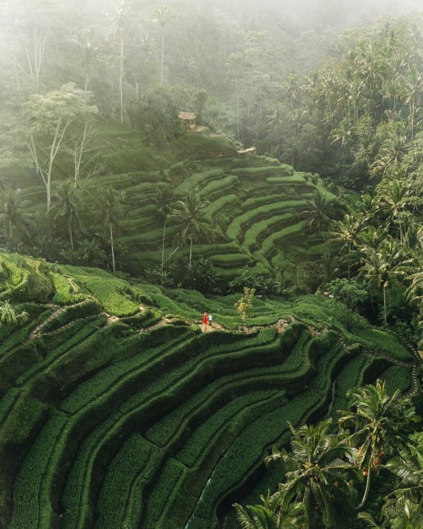 Ubud: Sky Bike Adventure, Swing & Rice Terrace with Transfer | ®ExcursionMania