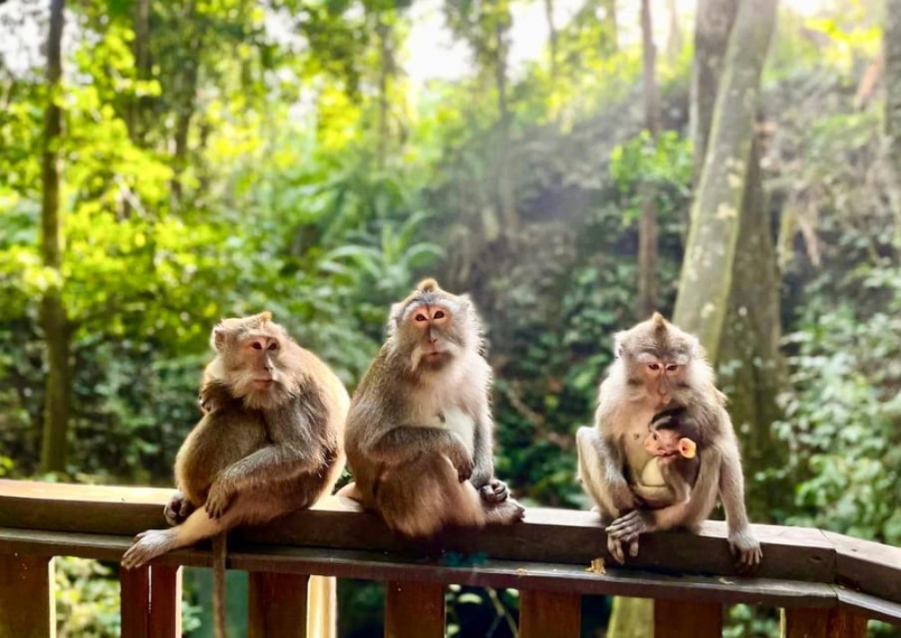 Ubud: Highlights & Cretya Jungle by Alas Arum Day-Tour | ®ExcursionMania
