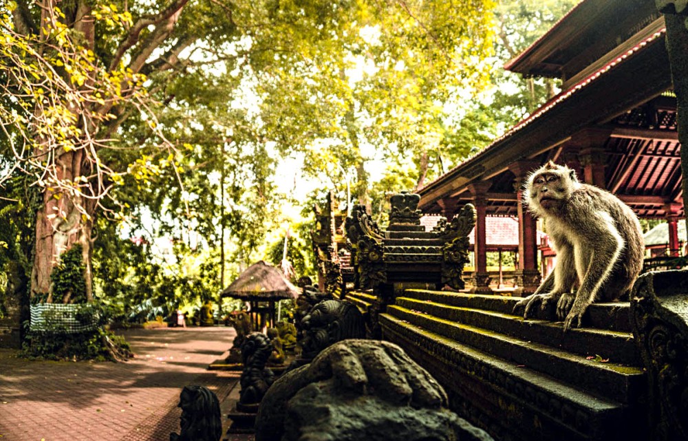 Ubud: Tjampuhan Ridge, Monkey Forest & Art Market Photo Tour | ®ExcursionMania