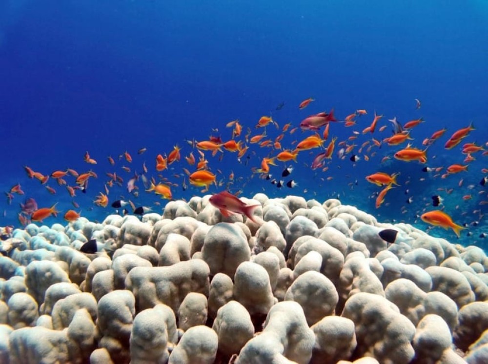 Bali: Underwater Sea Walk, Uluwatu Temple, and Kecak Dance | ®ExcursionMania