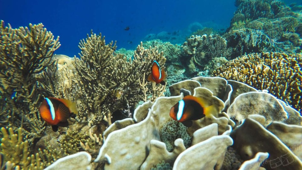 Bali: All-Inclusive Blue Lagoon Snorkeling & Optional Tour | ®ExcursionMania