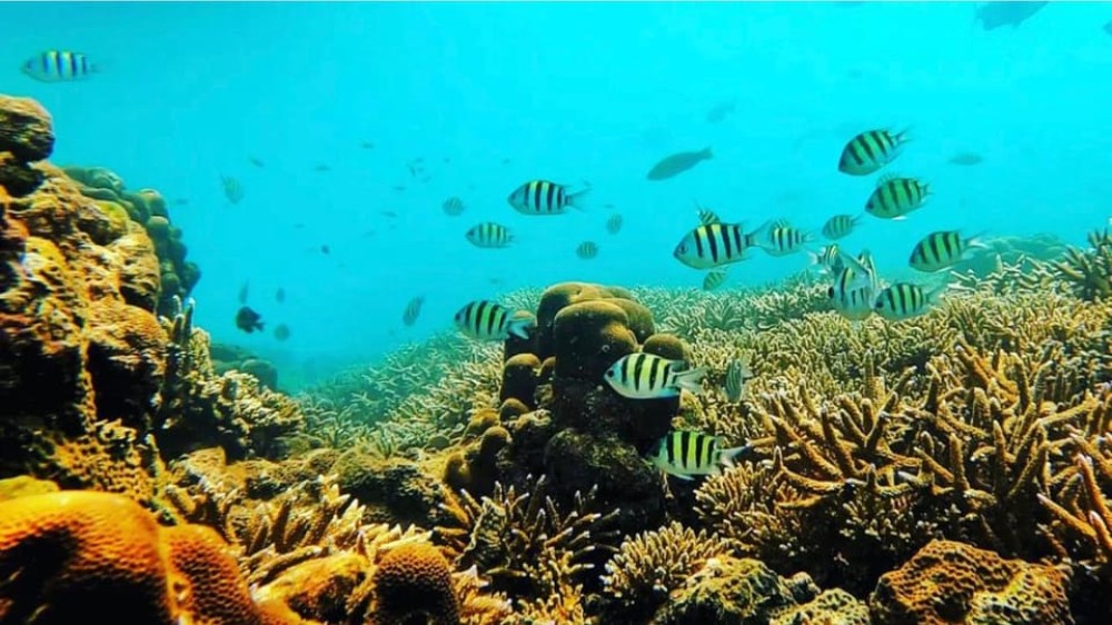 Bali: All-Inclusive Blue Lagoon Snorkeling & Optional Tour | ®ExcursionMania