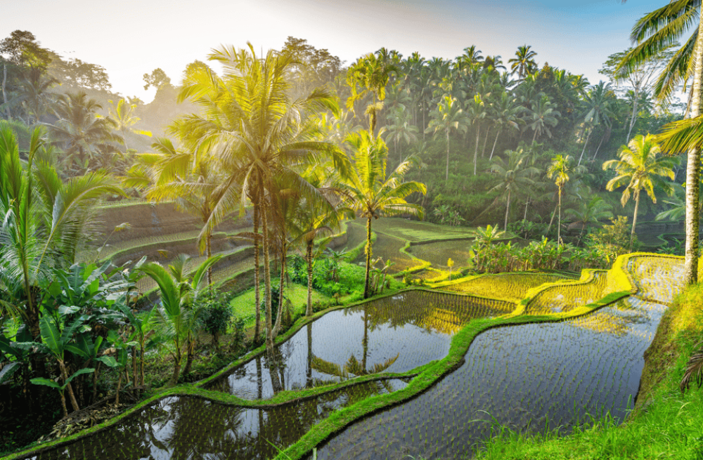 Ubud: Saraswati Temple, Monkey Forest, Art Market, Waterfall | ®ExcursionMania