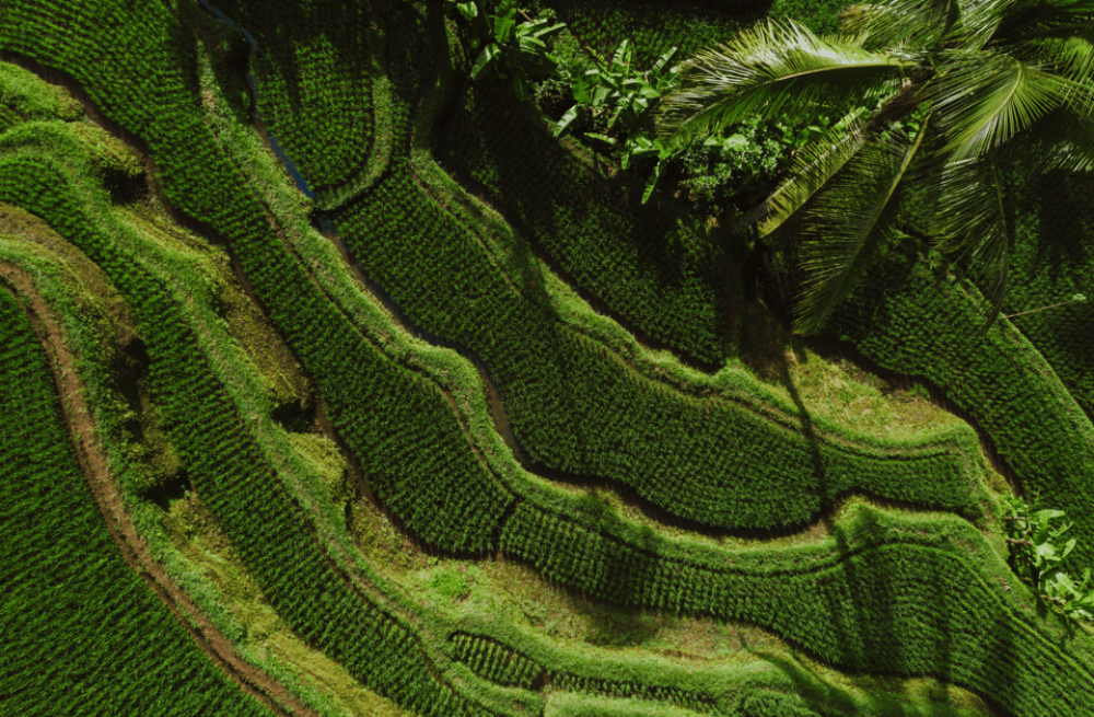 Ubud: Saraswati Temple, Monkey Forest, Art Market, Waterfall | ®ExcursionMania