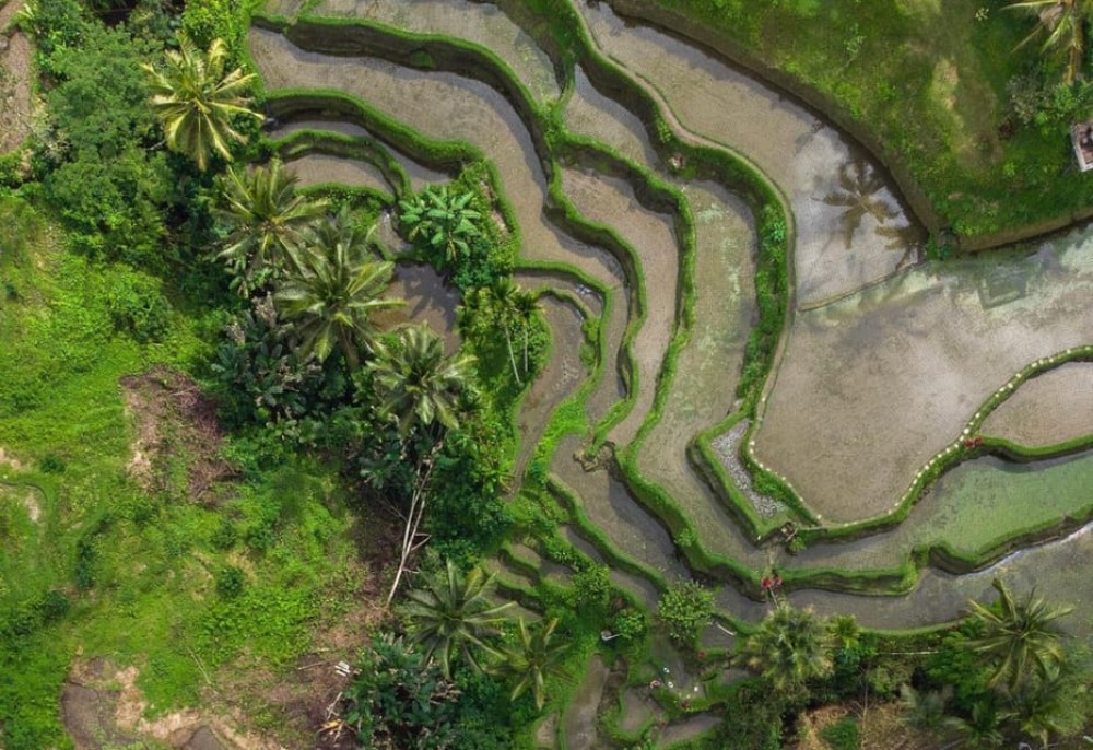 Bali: Monkey Forest, Tegalalang, Uluwatu & Kecak Dance Tour | ®ExcursionMania