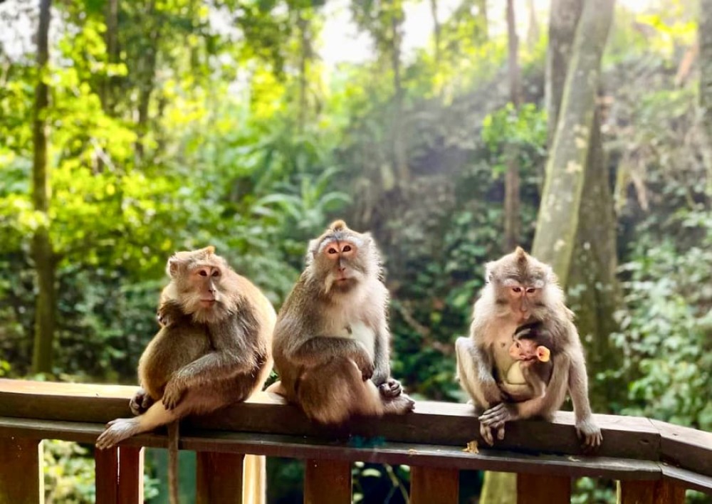 Bali: Monkey Forest, Tegalalang, Uluwatu & Kecak Dance Tour | ®ExcursionMania