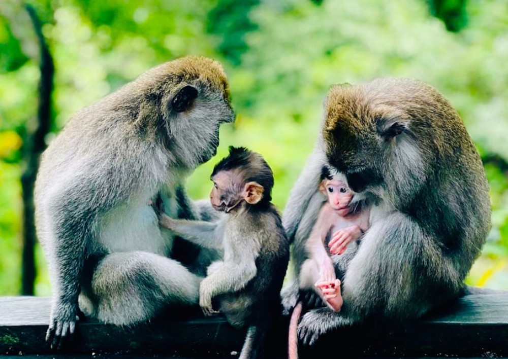 Bali: Monkey Forest, Tegalalang, Uluwatu & Kecak Dance Tour | ®ExcursionMania