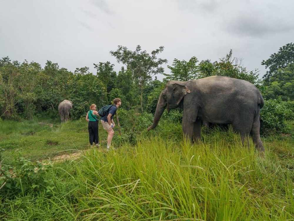 Kulen Elephant Forest Tour with Hotel Pick-up & Drop off | ®ExcursionMania