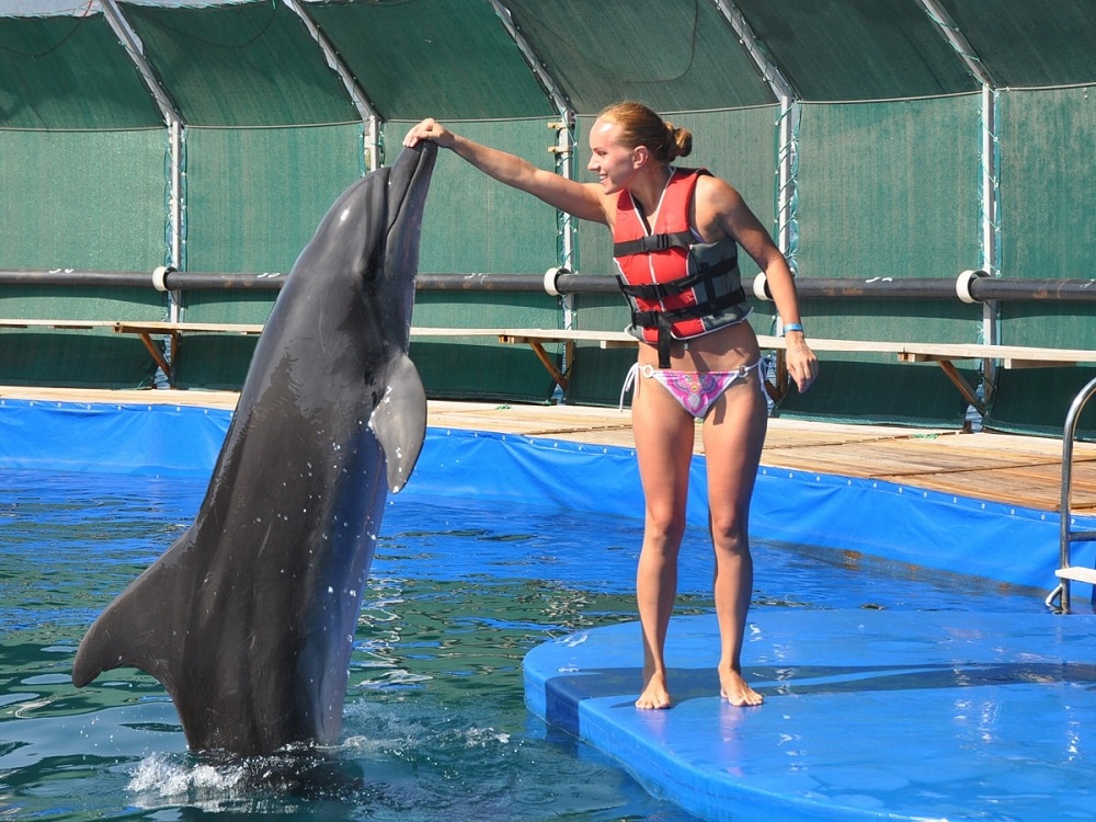Bodrum Dolphin Show An Unforgettable Aquatic Spectacle | ®ExcursionMania