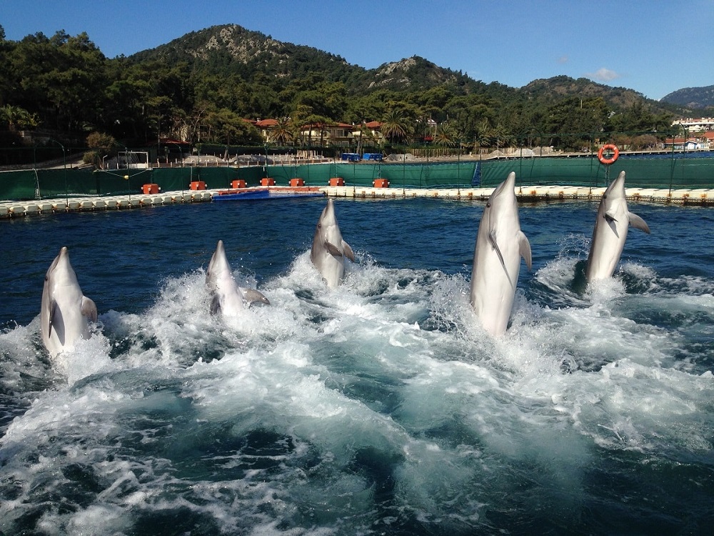 Bodrum Dolphin Show An Unforgettable Aquatic Spectacle | ®ExcursionMania