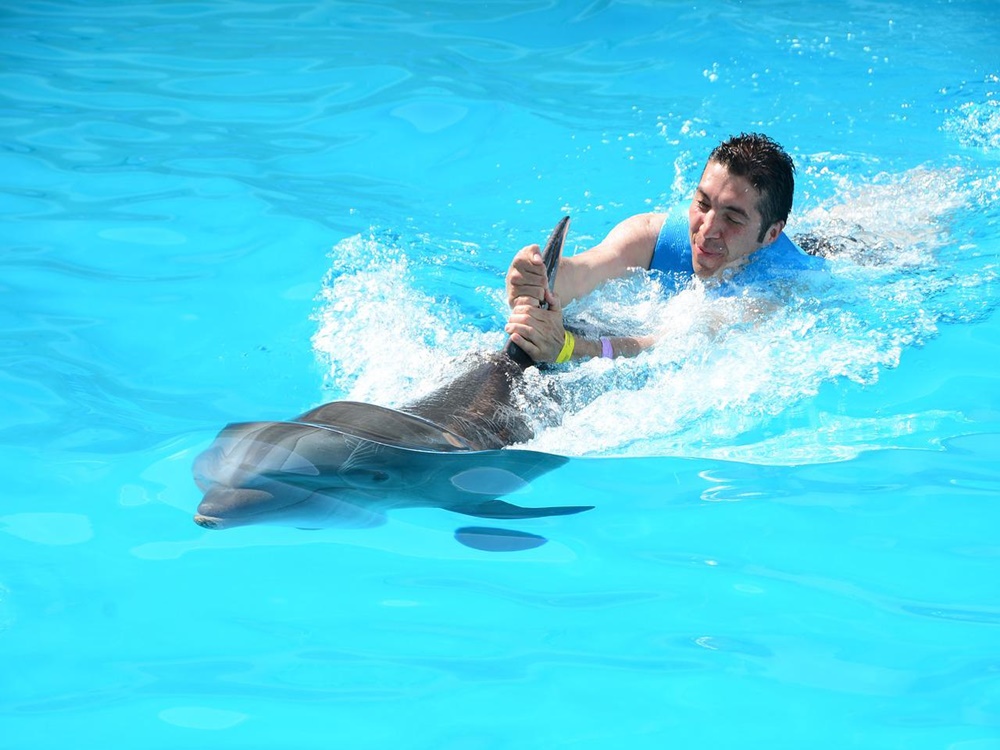 Swim with Dolphins in Bodrum A Magical Adventur | ®ExcursionMania