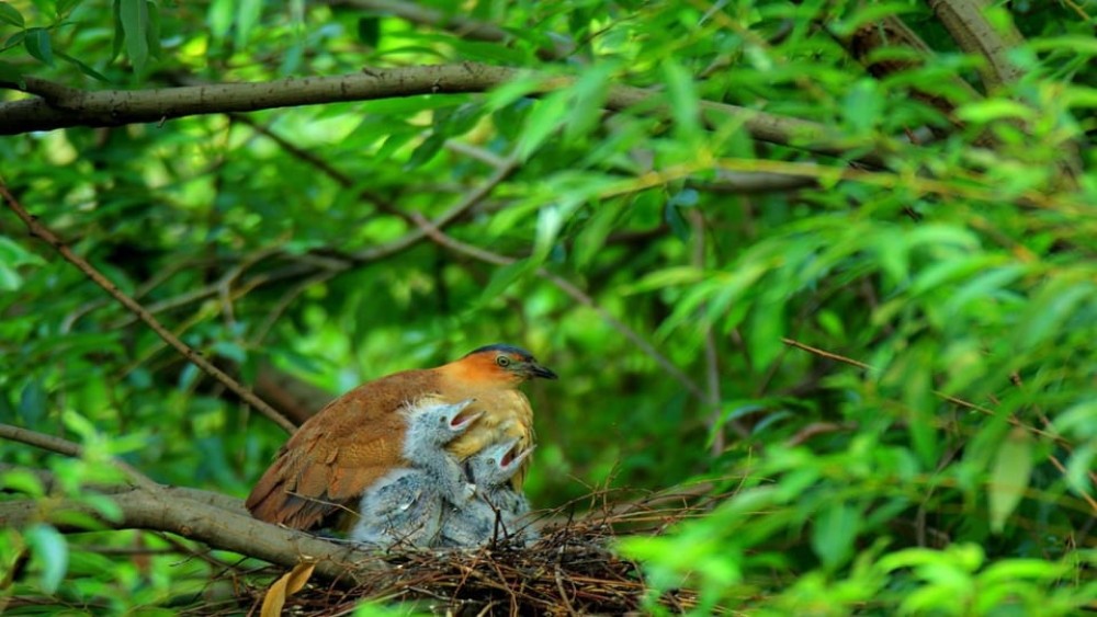 Private Day Tour: Cuc Phuong National Park from Hanoi | ®ExcursionMania