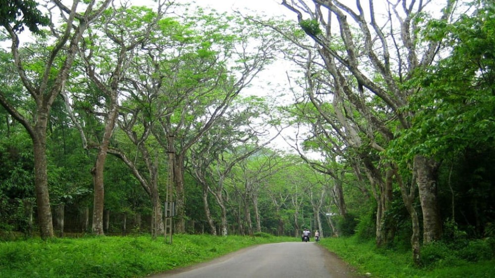 Private Day Tour: Cuc Phuong National Park from Hanoi | ®ExcursionMania