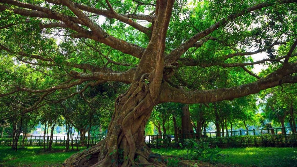Private Day Tour: Cuc Phuong National Park from Hanoi | ®ExcursionMania