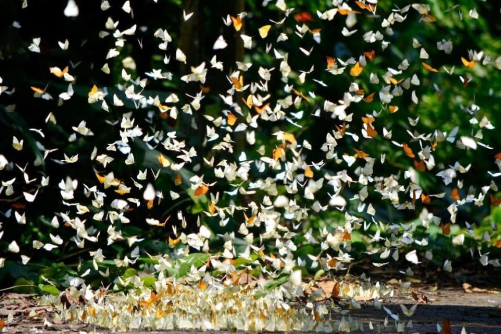 Private Day Tour: Cuc Phuong National Park from Hanoi | ®ExcursionMania