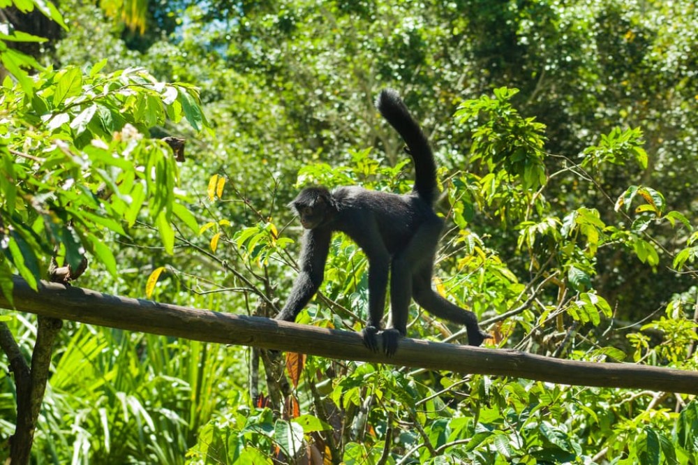 Private Day Tour: Cuc Phuong National Park from Hanoi | ®ExcursionMania