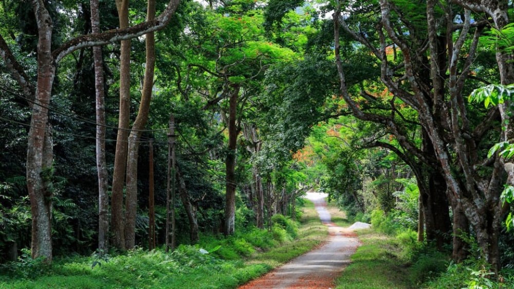 Private Day Tour: Cuc Phuong National Park from Hanoi | ®ExcursionMania