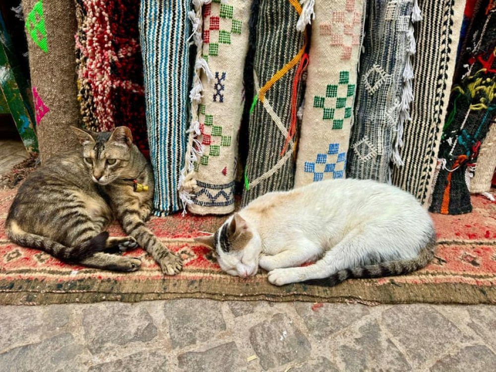 From Marrakech: Full-Day Trip To Essaouira by Van | ®ExcursionMania