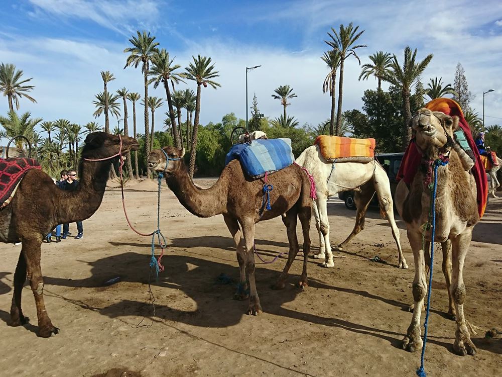Atlas Bound: Marrakechs 5 Valleys Expedition | ®ExcursionMania