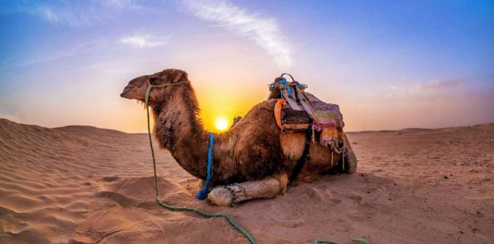 From Doha: Experience Bedouin Style Camel Safari | ®ExcursionMania