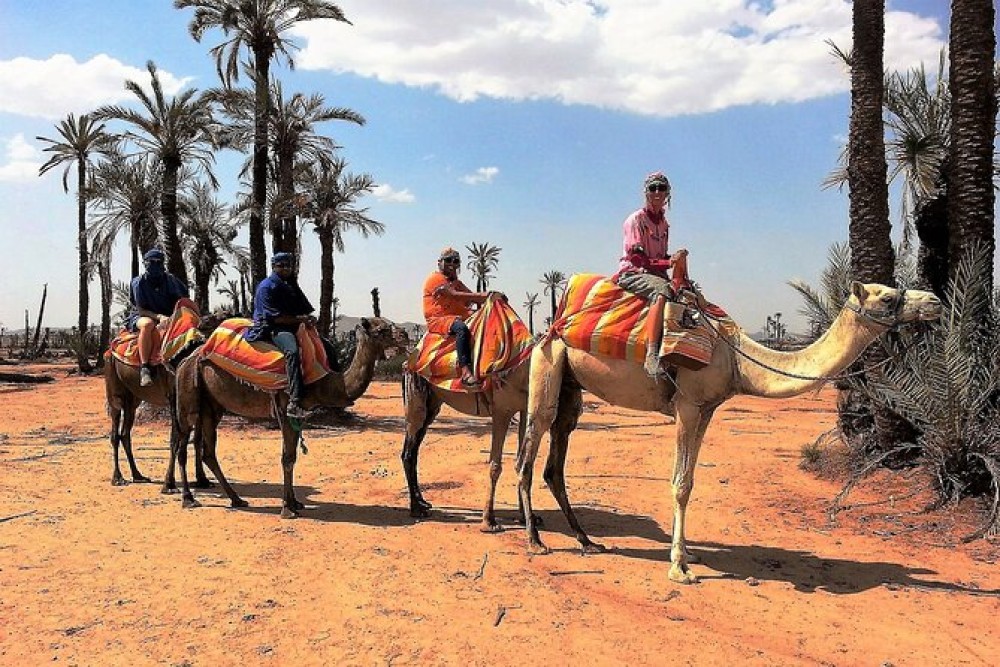 Camel Ride in the Palm Grove of Marrakech | ®ExcursionMania