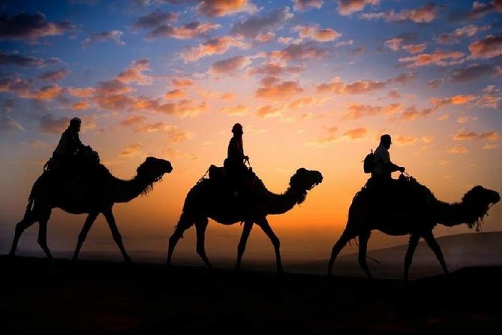 Camel Ride in the Palm Grove of Marrakech | ®ExcursionMania