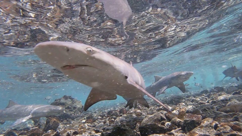 Sal: All-Inclusive Salt Lake, Blue Eye and Shark Bay Tour | ®ExcursionMania