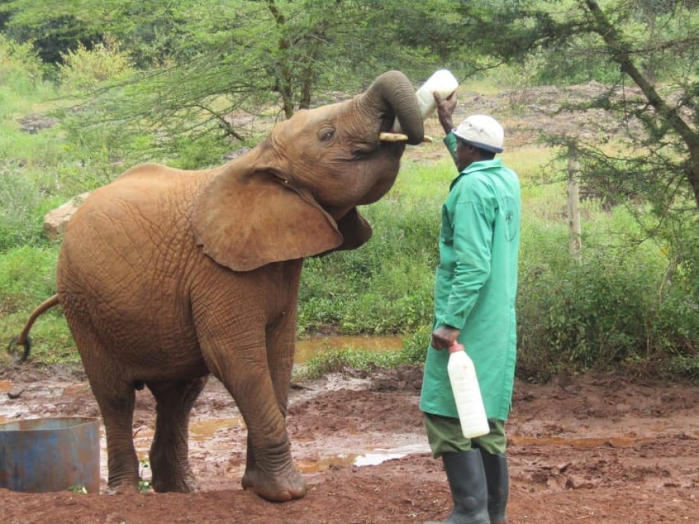 Nairobi: National Park, Elephant Orphanage, & Giraffe Center | ®ExcursionMania
