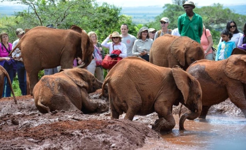 Nairobi: National Park, Elephant Orphanage, & Giraffe Center | ®ExcursionMania