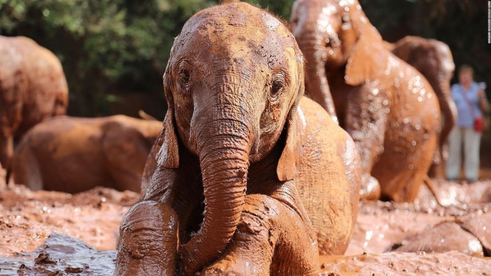 Nairobi: National Park, Elephant Orphanage, & Giraffe Center | ®ExcursionMania