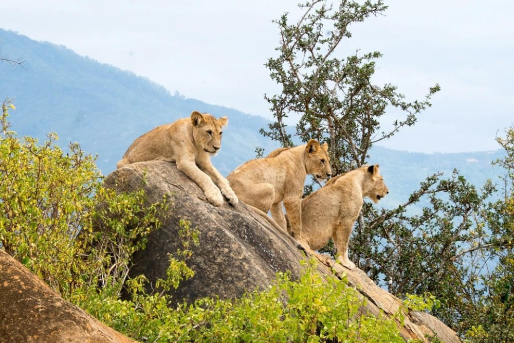 Nairobi: National Park, Elephant Orphanage, & Giraffe Center | ®ExcursionMania