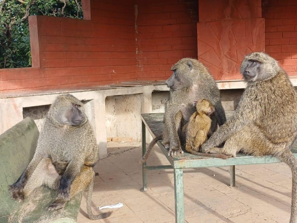 Nairobi: National Park, Elephant Orphanage, & Giraffe Center | ®ExcursionMania