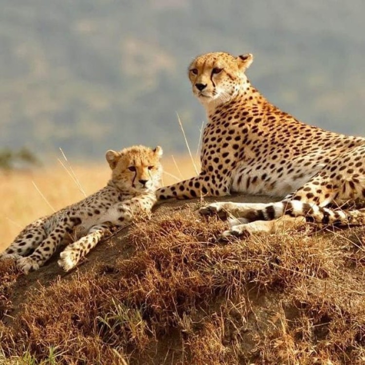 Nairobi: National Park, Elephant Orphanage, & Giraffe Center | ®ExcursionMania