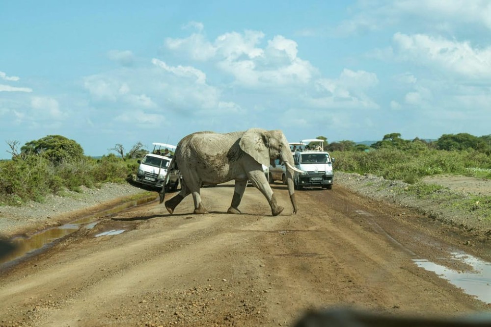 Amboseli National Park: Full Day Tour From Nairobi | ®ExcursionMania