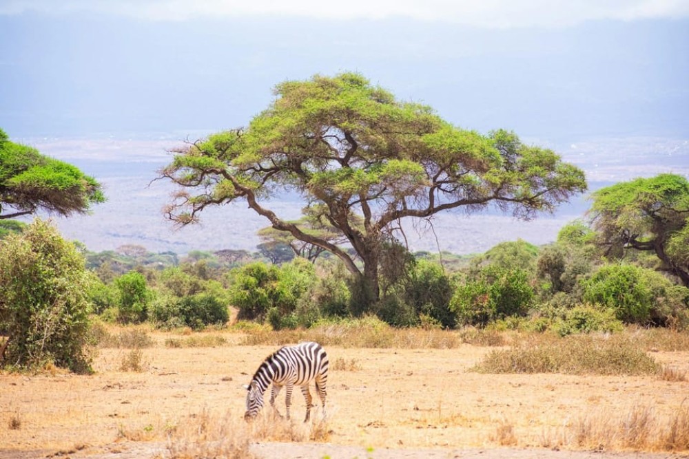 Amboseli National Park: Full Day Tour From Nairobi | ®ExcursionMania