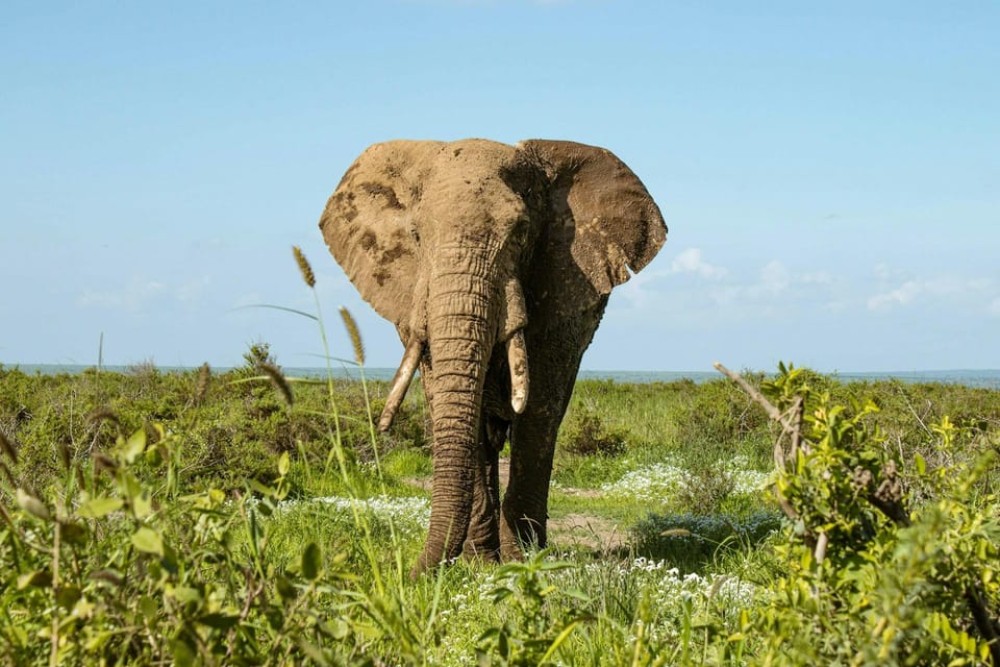 Amboseli National Park: Full Day Tour From Nairobi | ®ExcursionMania