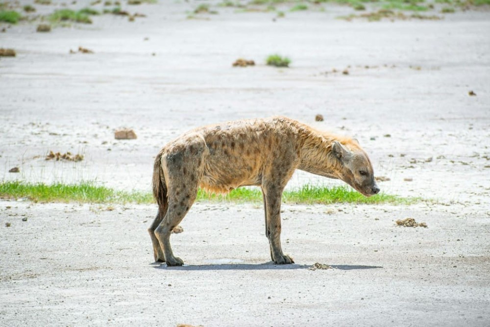 Amboseli National Park: Full Day Tour From Nairobi | ®ExcursionMania