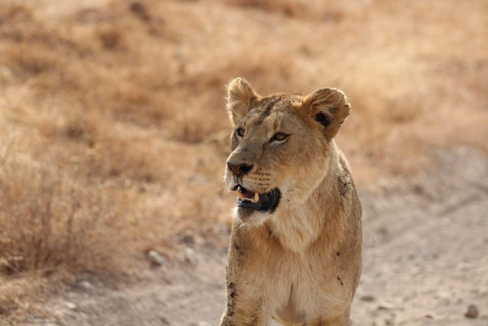 Amboseli National Park: Full Day Tour From Nairobi | ®ExcursionMania