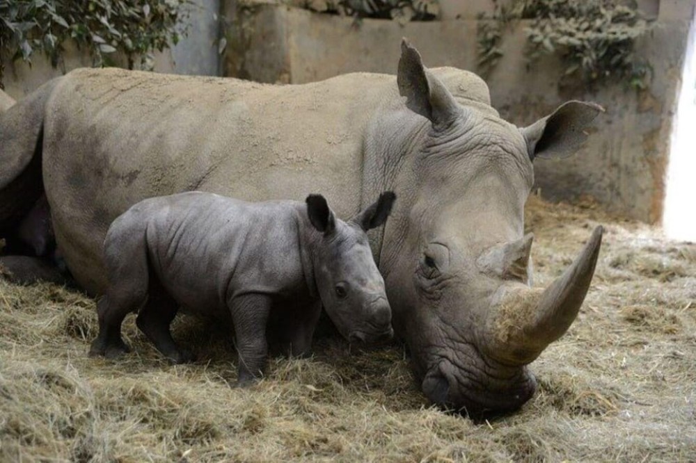 Nairobi: Ol Pejeta Day Tour from Nairobi | ®ExcursionMania