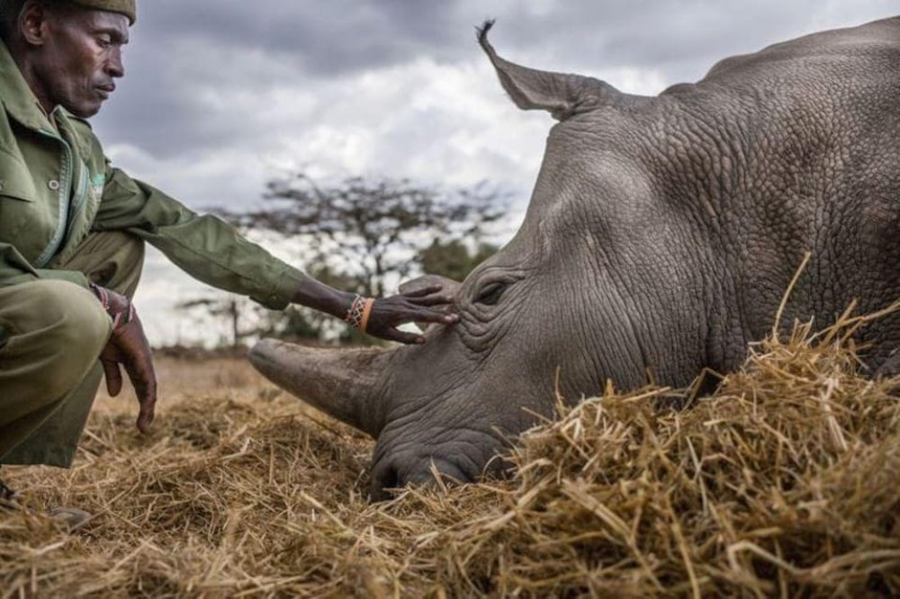 Nairobi: Ol Pejeta Day Tour from Nairobi | ®ExcursionMania