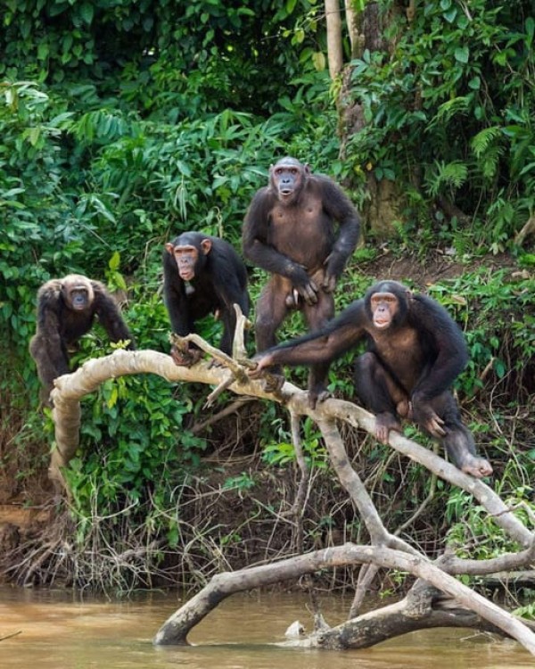 Nairobi: Ol Pejeta Day Tour from Nairobi | ®ExcursionMania