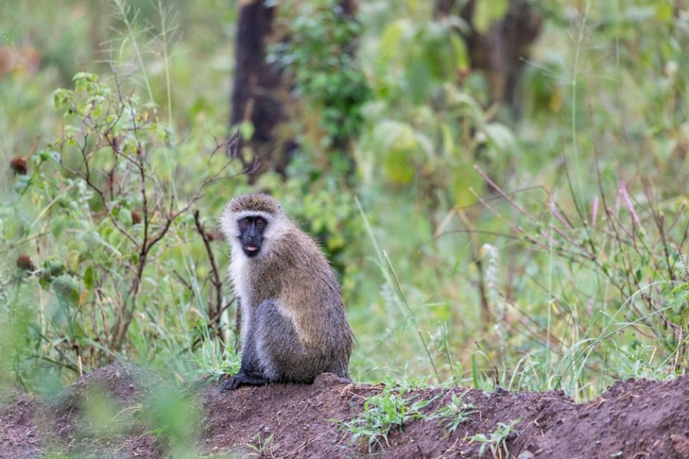 Nairobi: Lake Nakuru Day Tour Adventure | ®ExcursionMania