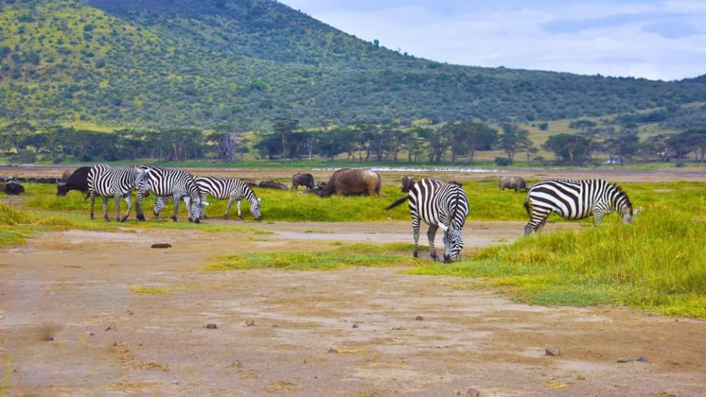 Nairobi: Lake Nakuru Day Tour Adventure | ®ExcursionMania