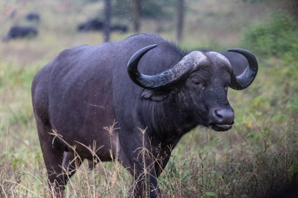 Nairobi: Lake Nakuru Day Tour Adventure | ®ExcursionMania