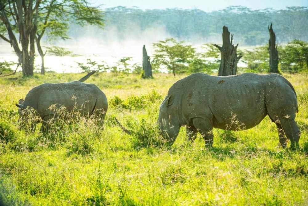 Nairobi: Lake Nakuru Day Tour Adventure | ®ExcursionMania