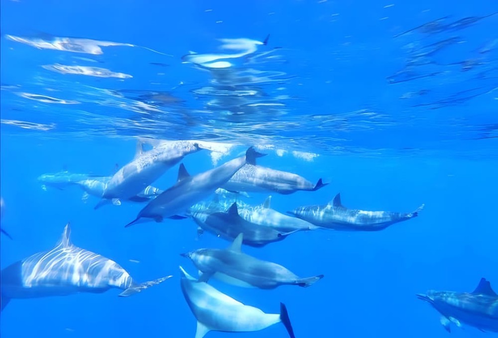 Zanzibar: Mnemba Island Snorkel Trip with Dolphin | ®ExcursionMania